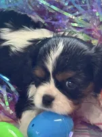 Spencer, a male Cavalier King Charles Spaniel for sale in Sacramento, CA – Photo 1 of 2