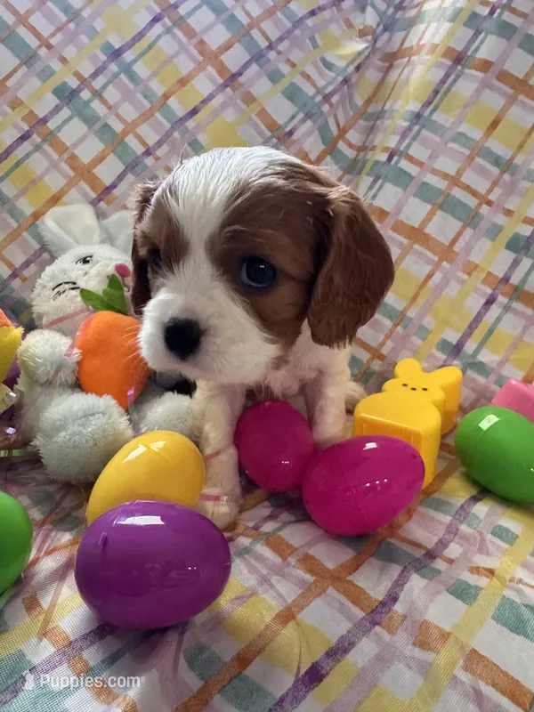 Finnius  – Cavalier King Charles Spaniel puppy for sale in Sacramento, CA