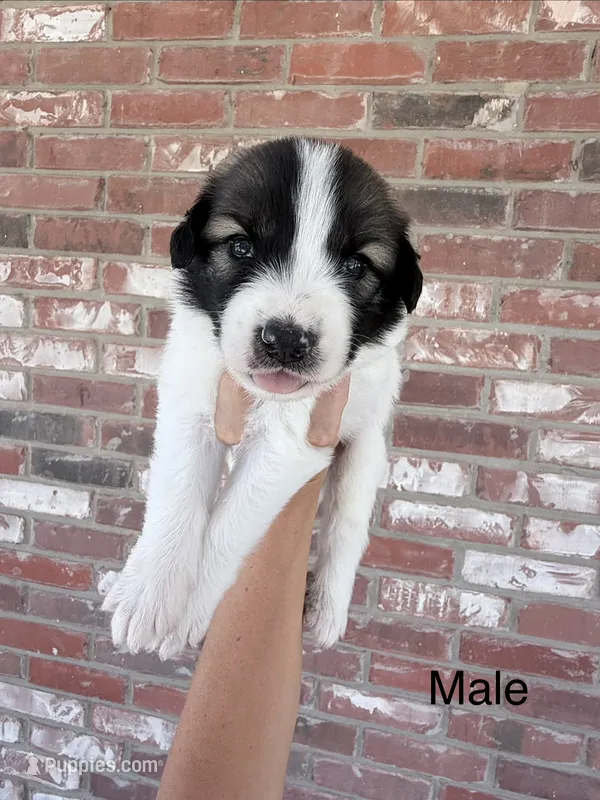 Andy – Anatolian Shepherd Dog, Great Pyrenees puppy for sale in Greenville, TX