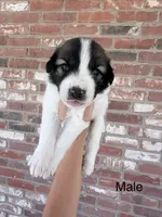 Andy, a male Anatolian Shepherd Dog and Great Pyrenees for sale in Greenville, TX – 1 of 5