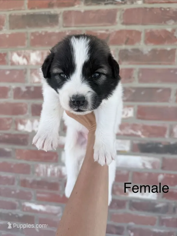 Lucy – Anatolian Shepherd Dog, Great Pyrenees puppy on hold in Greenville, TX