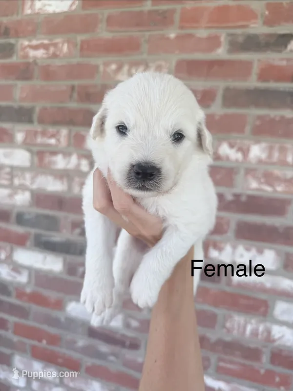 Clover – Anatolian Shepherd Dog, Great Pyrenees puppy on hold in Greenville, TX