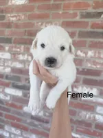 Clover, a female Anatolian Shepherd Dog and Great Pyrenees for sale in Greenville, TX – 1 of 5