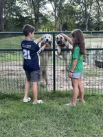 Lucy, a female Anatolian Shepherd Dog and Great Pyrenees for sale in Greenville, TX – 3 of 5