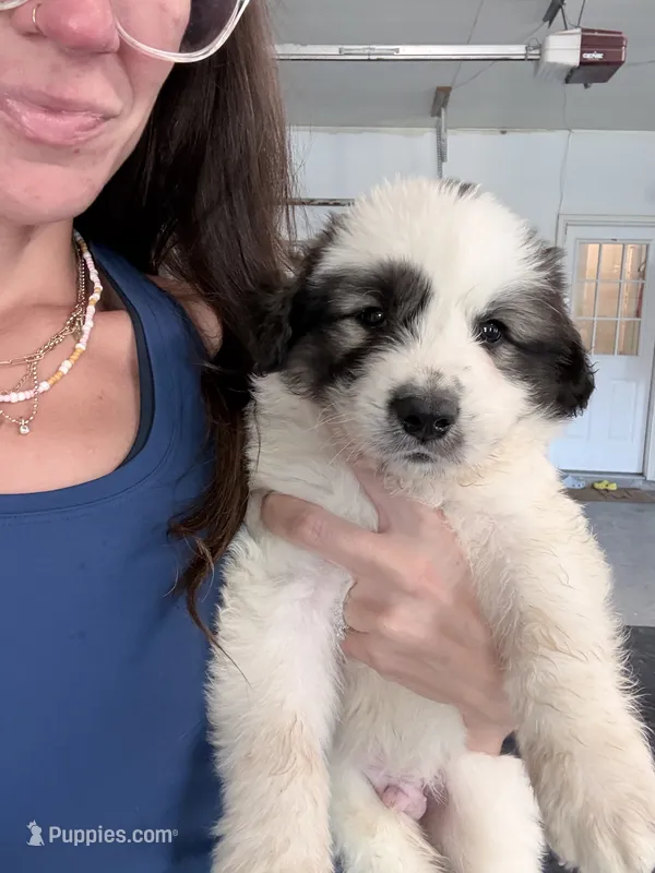 Panda – Anatolian Shepherd Dog, Great Pyrenees puppy for sale in Greenville, TX