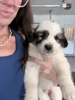 Panda, a male Anatolian Shepherd Dog and Great Pyrenees for sale in Greenville, TX – 1 of 5