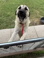 Lucy, a female Anatolian Shepherd Dog and Great Pyrenees for sale in Greenville, TX – 5 of 5