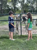 Bluey, a male Anatolian Shepherd Dog and Great Pyrenees for sale in Greenville, TX – 5 of 5