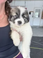 Bella, a female Anatolian Shepherd Dog and Great Pyrenees for sale in Greenville, TX – 2 of 5