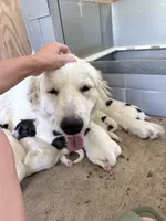 Henry, a male Anatolian Shepherd Dog and Great Pyrenees for sale in Greenville, TX – 2 of 5