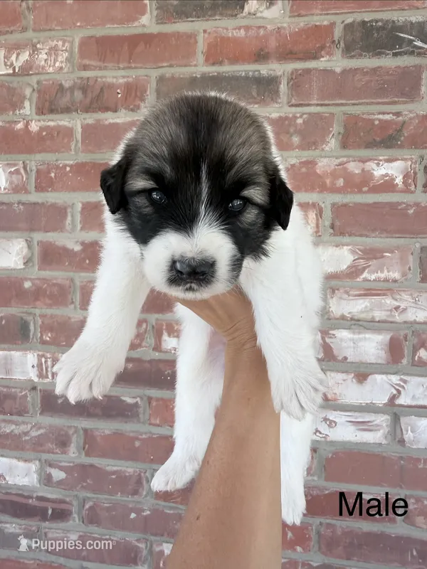 Bluey – Anatolian Shepherd Dog, Great Pyrenees puppy for sale in Greenville, TX