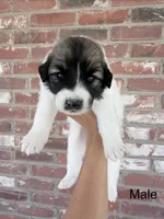 Bluey, a male Anatolian Shepherd Dog and Great Pyrenees for sale in Greenville, TX – 1 of 5
