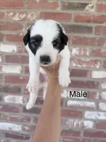 Panda, a male Anatolian Shepherd Dog and Great Pyrenees for sale in Greenville, TX – 4 of 5
