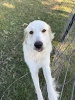 Andy, a male Anatolian Shepherd Dog and Great Pyrenees for sale in Greenville, TX – 4 of 5