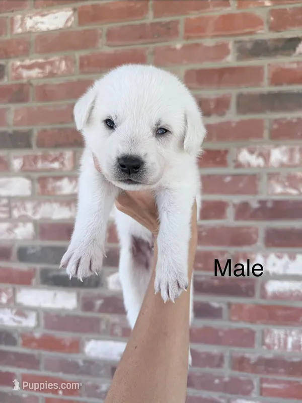 Henry – Anatolian Shepherd Dog, Great Pyrenees puppy for sale in Greenville, TX