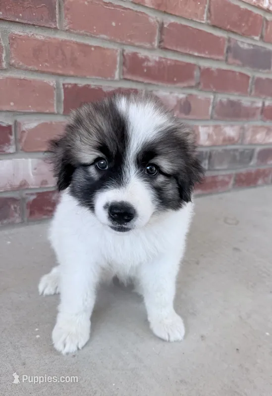 Bella – Anatolian Shepherd Dog, Great Pyrenees puppy for sale in Greenville, TX