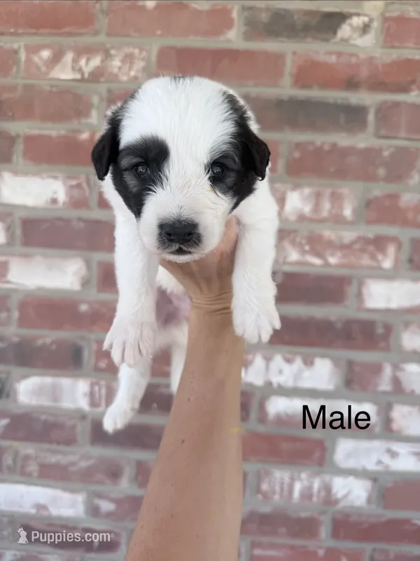 Hank – Anatolian Shepherd Dog, Great Pyrenees puppy for sale in Greenville, TX