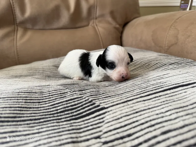 Puppy – Shihpoo puppy for sale in Plantsville, CT