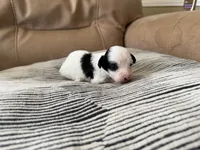 Puppy, a male Shihpoo for sale in Plantsville, CT – 1 of 5