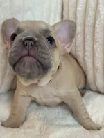 Beige, a female French Bulldog for sale in The Woodlands, TX – Photo 3 of 5