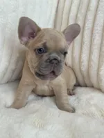 Beige, a female French Bulldog for sale in The Woodlands, TX – Photo 2 of 5