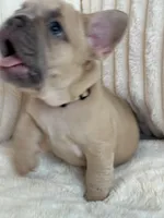 Beige, a female French Bulldog for sale in The Woodlands, TX – Photo 4 of 5