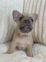 Beige, a female French Bulldog for sale in The Woodlands, TX – Photo 1 of 5