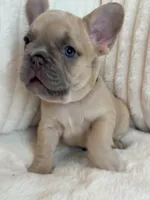 Beige, a female French Bulldog for sale in The Woodlands, TX – Photo 5 of 5