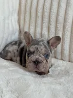 Blue , a male French Bulldog for sale in The Woodlands, TX – Photo 5 of 7