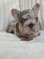 Blue , a male French Bulldog for sale in The Woodlands, TX – Photo 3 of 7