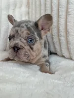 Blue , a male French Bulldog for sale in The Woodlands, TX – Photo 7 of 7