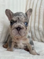 Blue , a male French Bulldog for sale in The Woodlands, TX – Photo 6 of 7