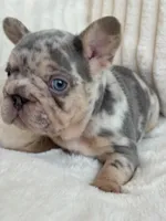 Blue , a male French Bulldog for sale in The Woodlands, TX – Photo 4 of 7