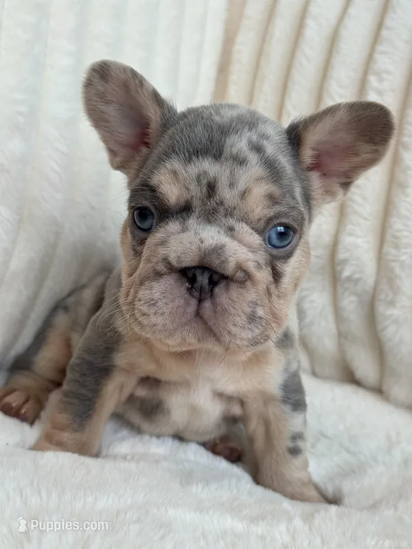 Blue  – French Bulldog puppy for sale in The Woodlands, TX
