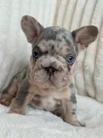 Blue , a male French Bulldog for sale in The Woodlands, TX – Photo 1 of 7