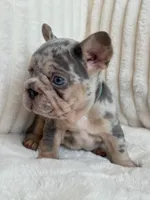 Blue , a male French Bulldog for sale in The Woodlands, TX – Photo 2 of 7