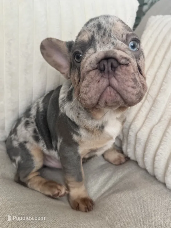 Azul  – French Bulldog puppy for sale in The Woodlands, TX