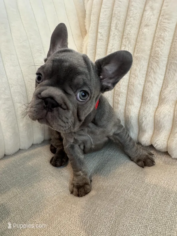 Rojo – French Bulldog puppy for sale in The Woodlands, TX
