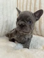 Rojo, a female French Bulldog for sale in The Woodlands, TX – Photo 4 of 10