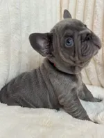 Rojo, a female French Bulldog for sale in The Woodlands, TX – Photo 2 of 10