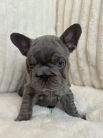 Rojo, a female French Bulldog for sale in The Woodlands, TX – Photo 5 of 10