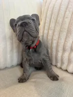 Rojo, a female French Bulldog for sale in The Woodlands, TX – Photo 9 of 10