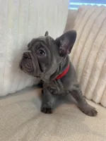 Rojo, a female French Bulldog for sale in The Woodlands, TX – Photo 8 of 10