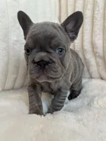 Rojo, a female French Bulldog for sale in The Woodlands, TX – Photo 10 of 10