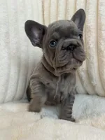 Rojo, a female French Bulldog for sale in The Woodlands, TX – Photo 3 of 10