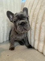 Rojo, a female French Bulldog for sale in The Woodlands, TX – Photo 6 of 10