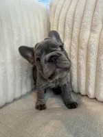 Rojo, a female French Bulldog for sale in The Woodlands, TX – Photo 7 of 10