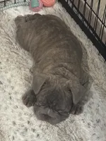 Verde, a male French Bulldog for sale in The Woodlands, TX – 5 of 10