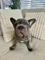 Verde, a male French Bulldog for sale in The Woodlands, TX – 3 of 10