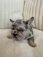 Black, a male French Bulldog for sale in The Woodlands, TX – Photo 3 of 9